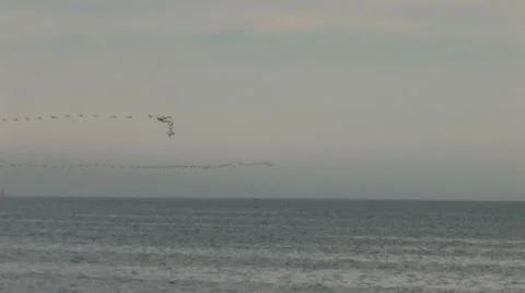 Flock of birds Stock Footage 11099747