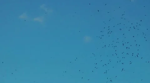 Flock of Birds Stock Footage