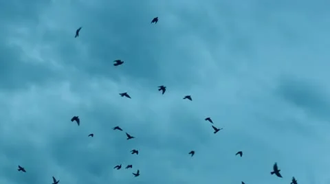 FLOCK OF BIRDS Stock Footage 12393571