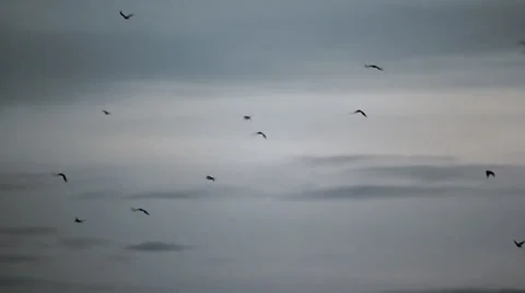 Flock of birds Stock Footage 29661916