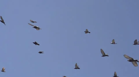 Flock of Birds Stock Footage 37958826