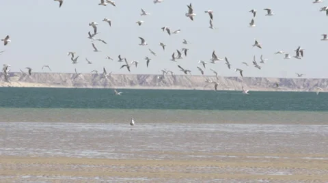 FLOCK OF BIRDS Stock Footage 39020871
