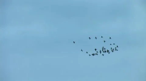 Flock of birds Stock Footage 40717172