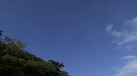 Flock of birds Stock Footage 44729844