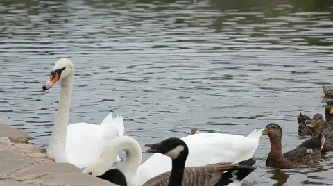 Flock Of Birds Stock-Footage 52429599