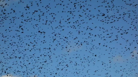 Flock of birds Stock Footage 60778114