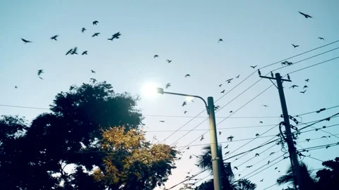 Flock of birds Video stock 79020267