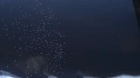 Flock of birds Stock Footage 85785394