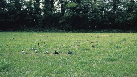 Flock of birds Stock Footage 92631183