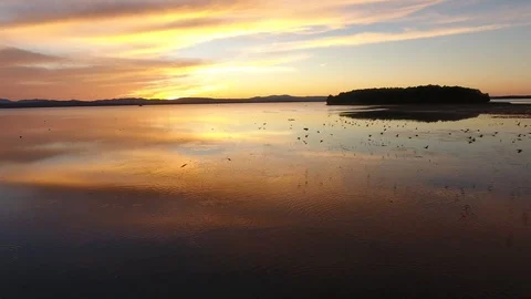 Flock of Birds 動画素材 99006063