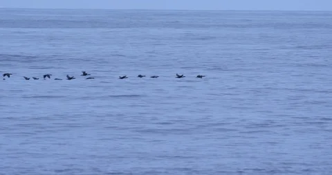 Flock Of Birds Stock Footage 111787339