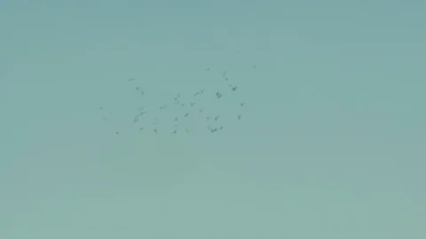 Flock of birds Stock Footage 123915060