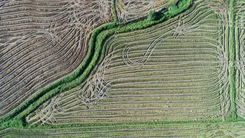 A flock of birds Vídeos de archivo 164638885