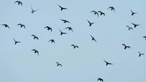 Flock of birds Stock Footage 191864335