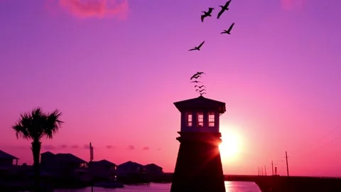 Flock of birds Stock Footage 211700471