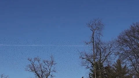 Flock of birds Vídeo Stock 240353166