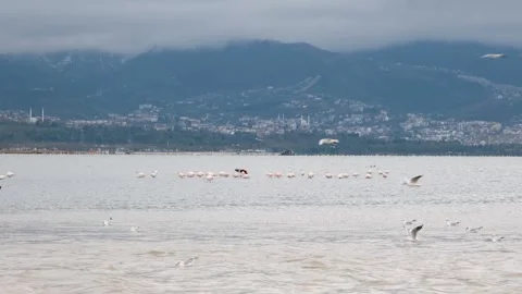 Flock of birds Stock Footage 270491867