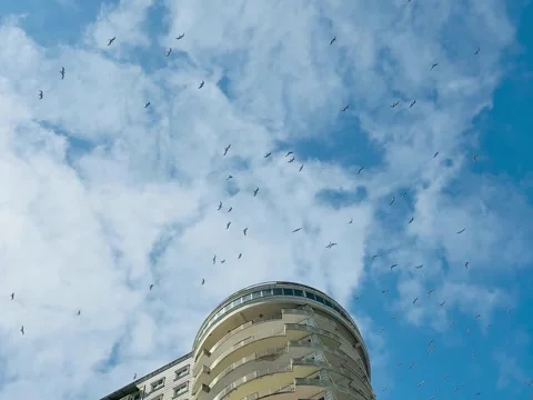 Flock of birds Stock Footage 311008340