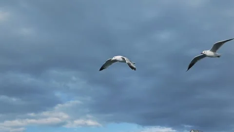 Flock of birds Stock Footage 314908127