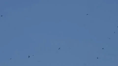 Flock of birds 스톡 동영상 344823278