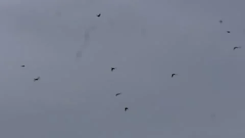 Flock of Birds Stock Footage 344824364