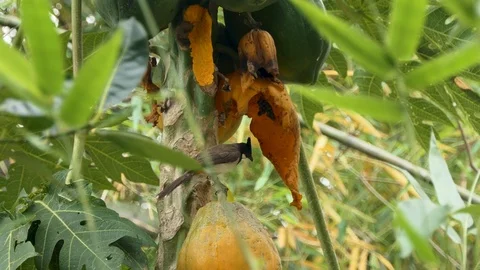 Flock of birds in the forest Red-whiskered bulbul Vidéo 88981237