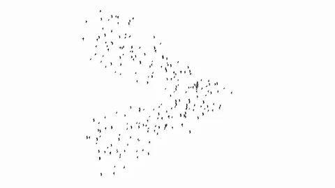 Flock of Birds in Formation On White Stock Footage 126103835
