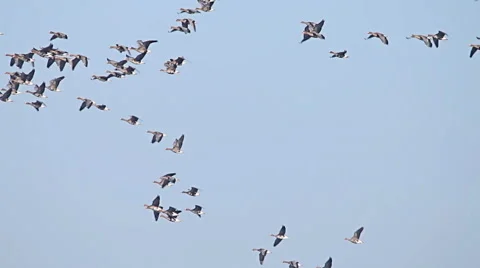 Flock of Birds Geese flying in formation, Blue sky background. 動画素材 59608298
