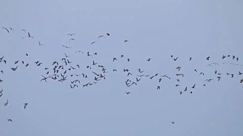 Flock of Birds Geese flying in formation, Blue sky background. 動画素材 59608327