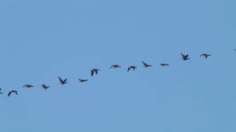 Flock of Birds Geese flying in formation, Blue sky background. 库存影片 59608741