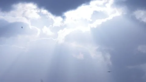 A flock of birds gracefully soaring through the beautiful sky Stock Footage 240558168