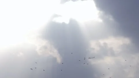 A flock of birds gracefully soaring through the beautiful sky Stock Footage 240562312