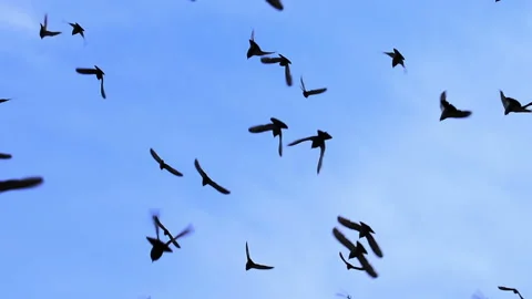 Flock of Birds Gradually Closes the Sky HD Pro Stock Footage 100271041