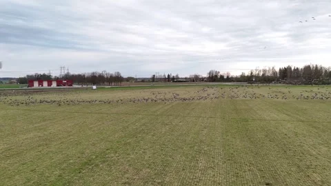 Flock of Birds Gradually Moves Away Before Taking Flight Together Stock-Footage 345012870