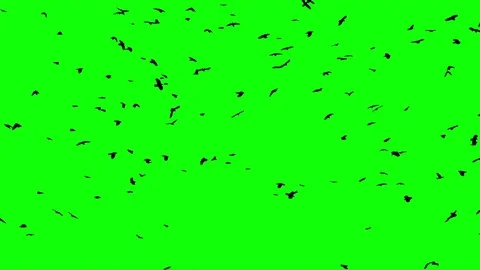 Flock of birds on the green screen background Stock Footage 75625990