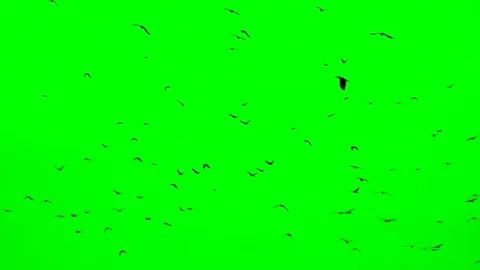 Flock Of Birds On Green Screen. Flock of crows flying in an imperfect formation. Vidéo 147858413