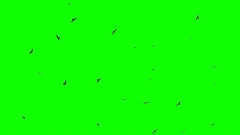 Flock Of Birds On Green Screen. Flock of... | Stock Video | Pond5