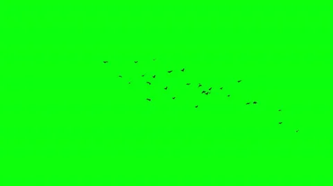 Flock of birds on green screen Vídeos de archivo 37681084