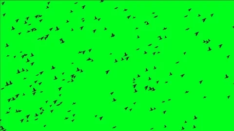 Flock Of Birds On Green Screen Stock Footage 101762230