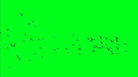 Flock Of Birds On Green Screen | Stock Video | Pond5