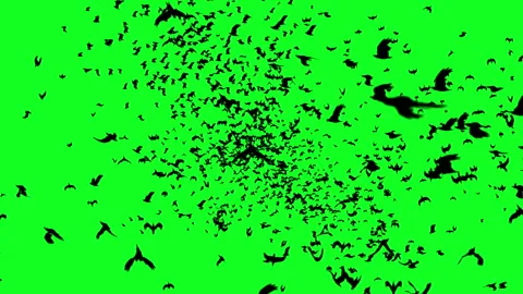 Green Screen Birds Stock Footage ~ Royalty Free Stock Videos | Page 3