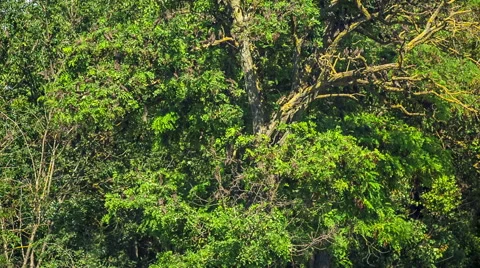 Flock of Birds on  a Green Tree Stock-Footage 41646455