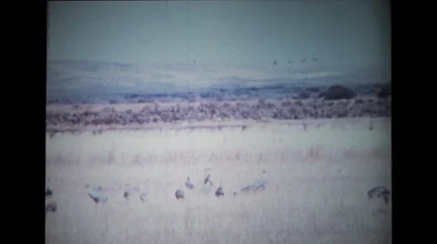 Flock of birds on the ground Stock Footage