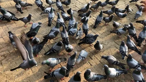 Flock of birds on the ground Stock Footage 100590721