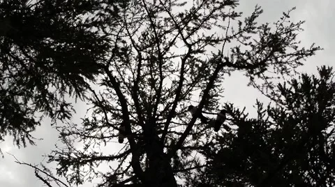 Flock of Birds Has Sat Down at The Branches of Trees That Shakes The Wind in Stock Footage 58359335
