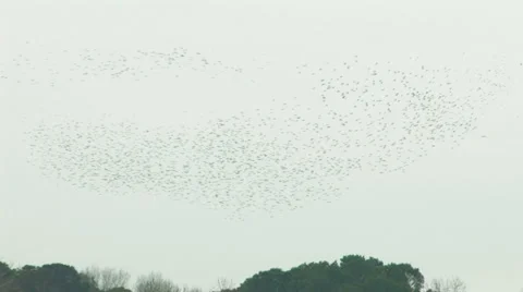 Flock birds HD Video stock 991963