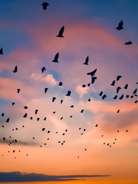 A flock of birds imigrates during beautiful sunset Stock Footage 308037832