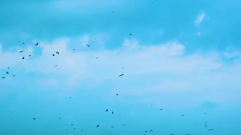 Flock of birds including eagles, kites, vultures and hawks soaring in the Stock Footage 267967839