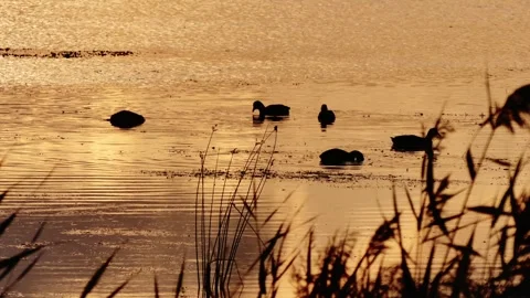 A flock of birds on a lake Stock Footage 342736483