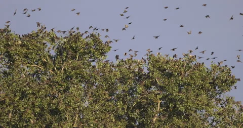 A flock of birds lands on the crowns of a tree, 4K slomo Stock Footage 240581248